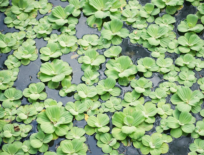 Water Lettuce