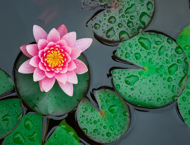 Water Lily