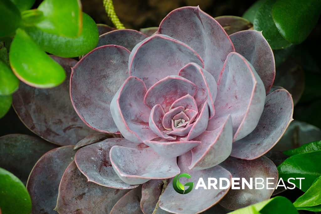 Aeonium Succulents