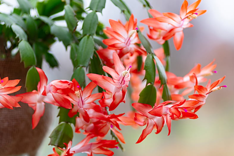 Guide to Schlumbergera: How to Grow & Care for the “Christmas Cactus”