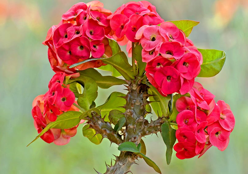 Crown of Thorns Plant