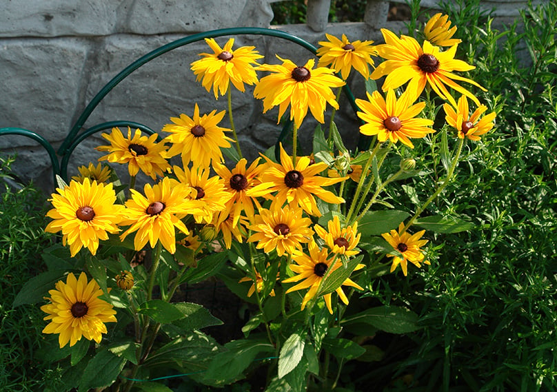 Guide To Black Eyed Susan How To Grow Care For Rudbeckia Flowers