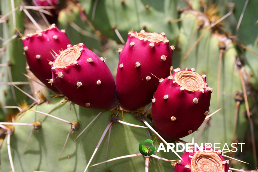 Prickly Pear Cactus