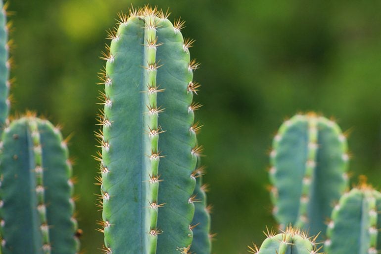 Cactus Echinocereus Engelmannii