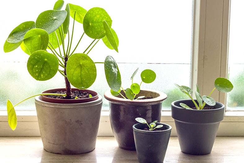 Pilea Peperomioides