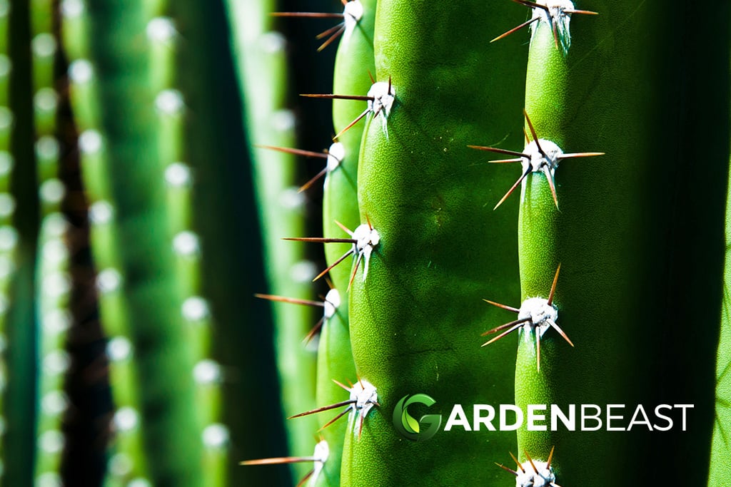 San Pedro Cactus Guide: How to Grow & Care for “Echinopsis Pachanoi”