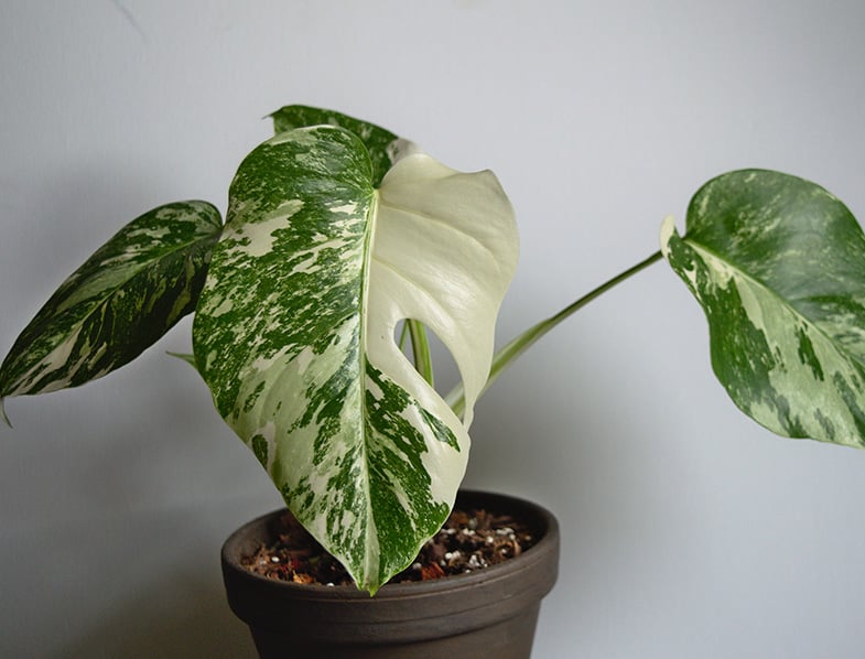 Monstera Deliciosa Guide How To Grow Care For Swiss Cheese Plant