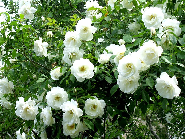 care for arabian jasmine