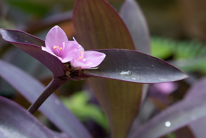 The purple heart flower