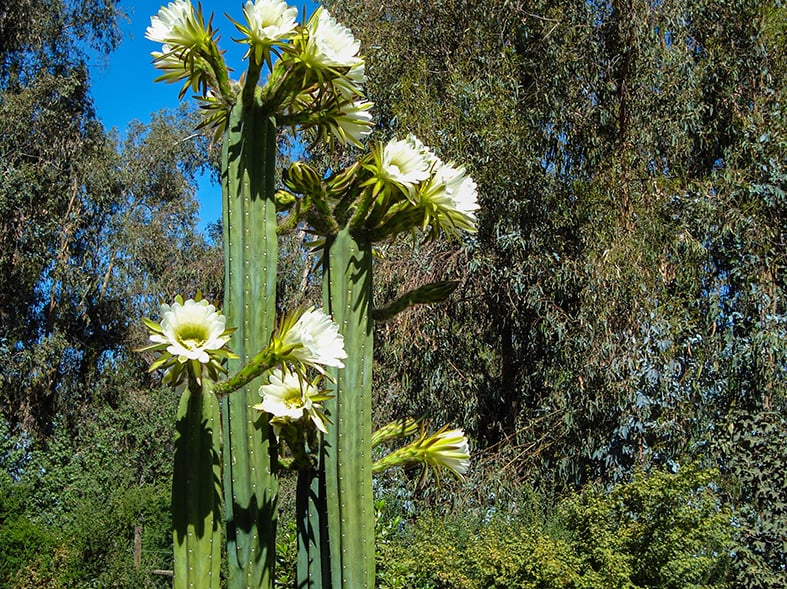 San Pedro Cactus Guide: How to Grow & Care for “Echinopsis Pachanoi”