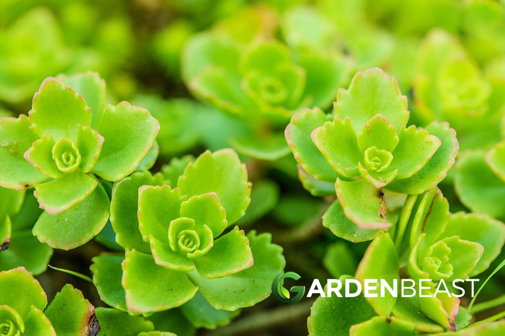 Stonecrop Sedums