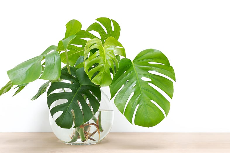 Monstera Deliciosa también conocida como "Planta de queso suizo"