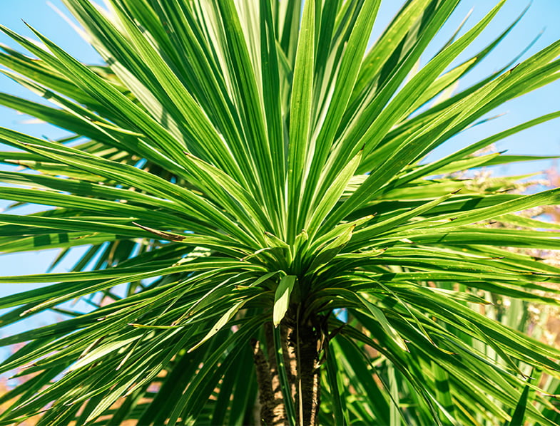 Cordyline Australis