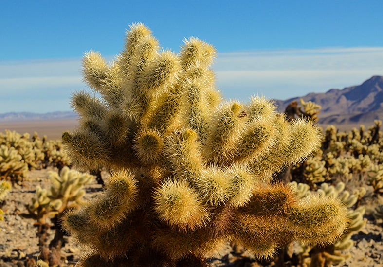 Guide To Cholla Cactus How To Grow Care For Cylindropuntia