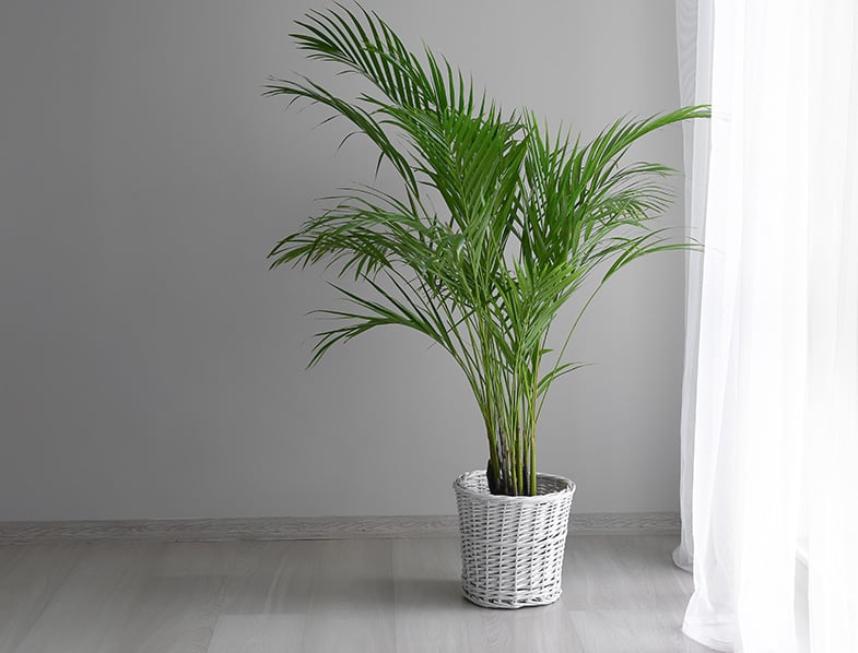 Guide to Areca Palm: How to Grow & Care for "Dypsis Lutescens"