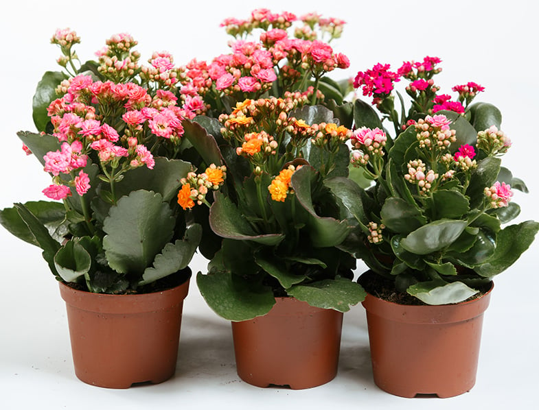 Flaming Katy Guide How To Grow Care For Kalanchoe Blossfeldiana