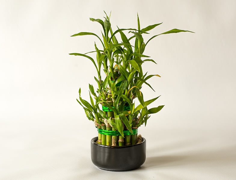 Lucky Bamboo