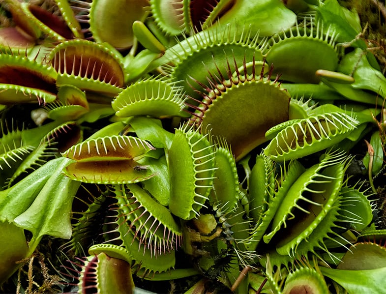 Guide to Venus  Fly  Trap  How to Grow  Care for Dionaea 