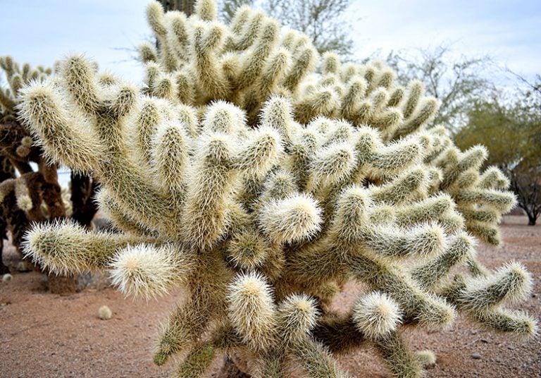 Guide To Cholla Cactus How To Grow Care For Cylindropuntia Cholla 768x536