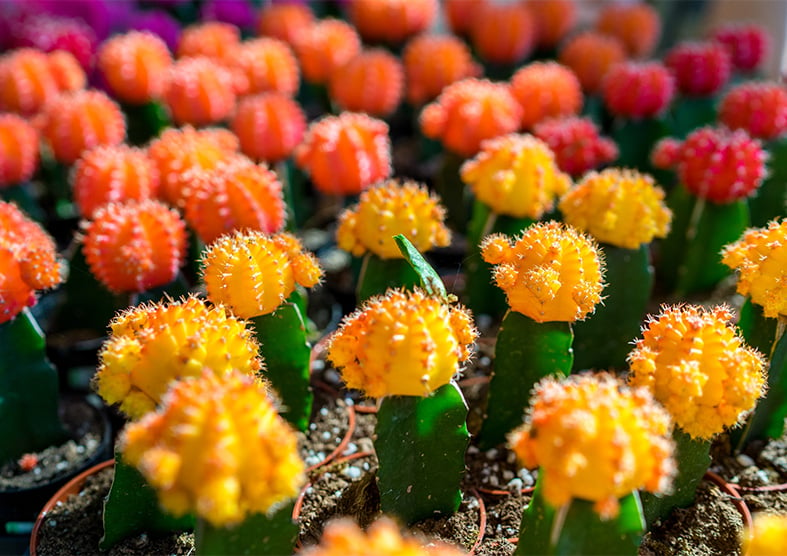 Moon Cactus Guide: How to Care for “Gymnocalycium Mihanovichii”