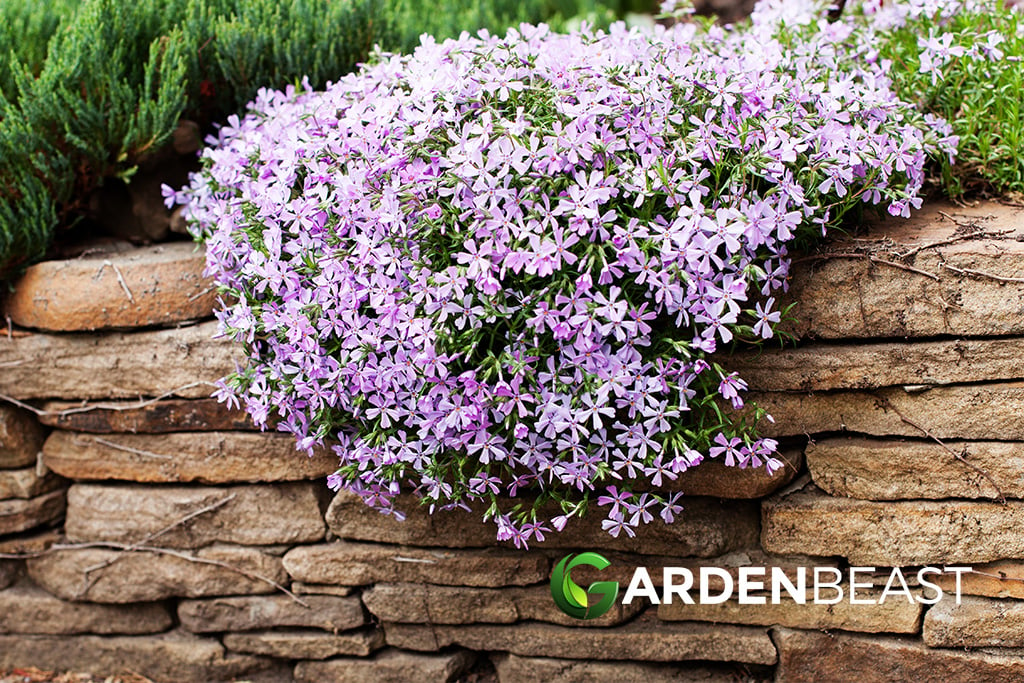 Is creeping phlox 2024 poisonous to dogs