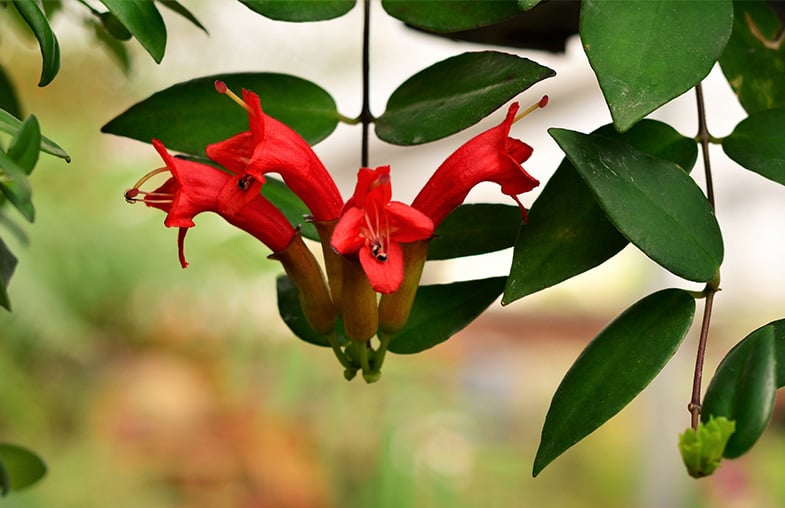 Lipstick Plant Guide How to Grow & Care for “Aeschynanthus radicans”