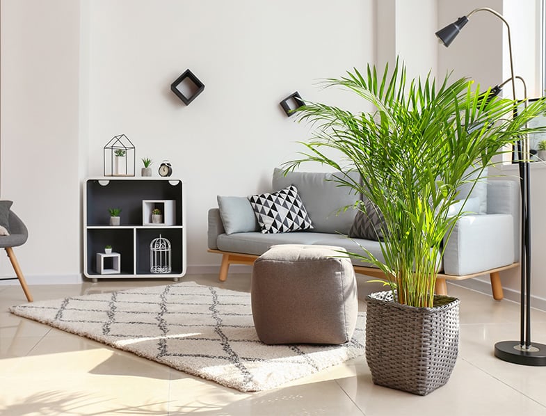 Areca palms look great indoors