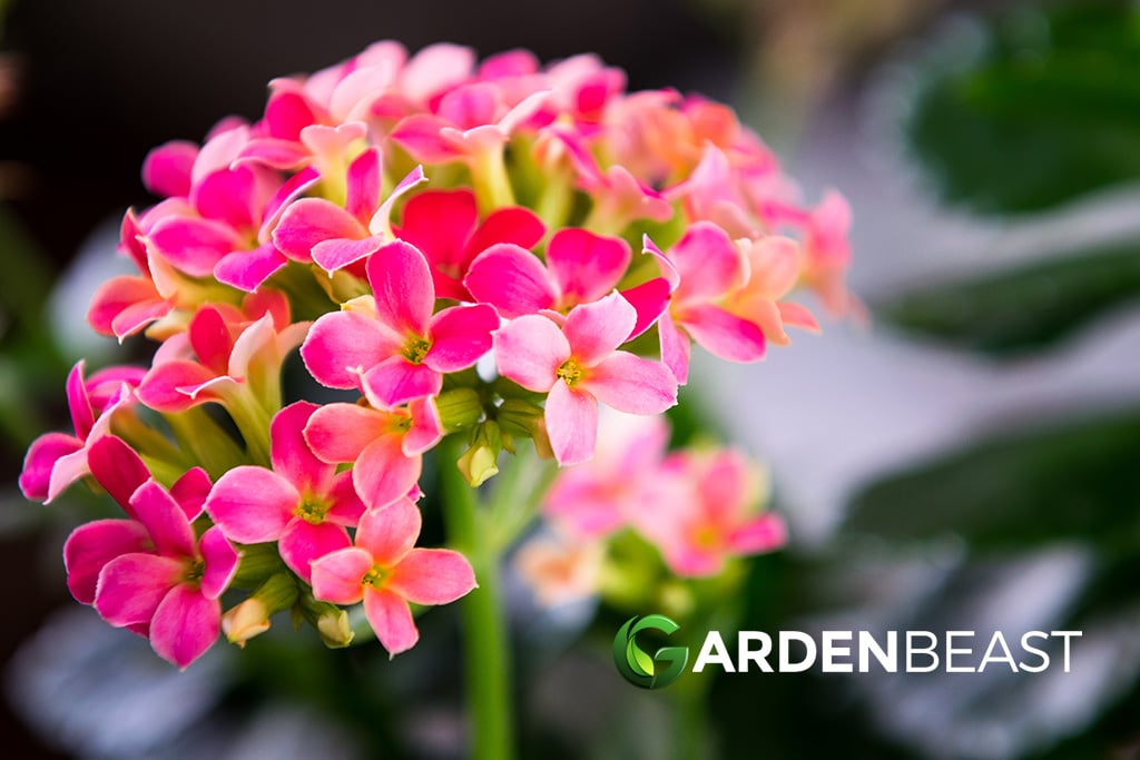 Kalanchoe Plants