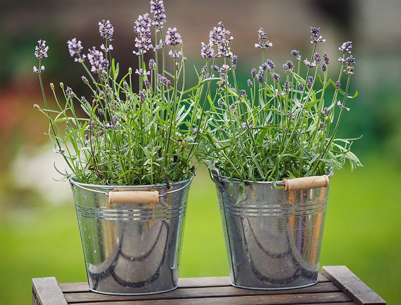 Lavanda