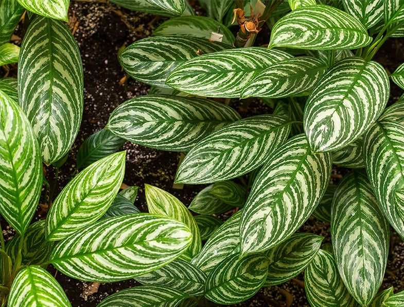 Leaves of the Aglaonema