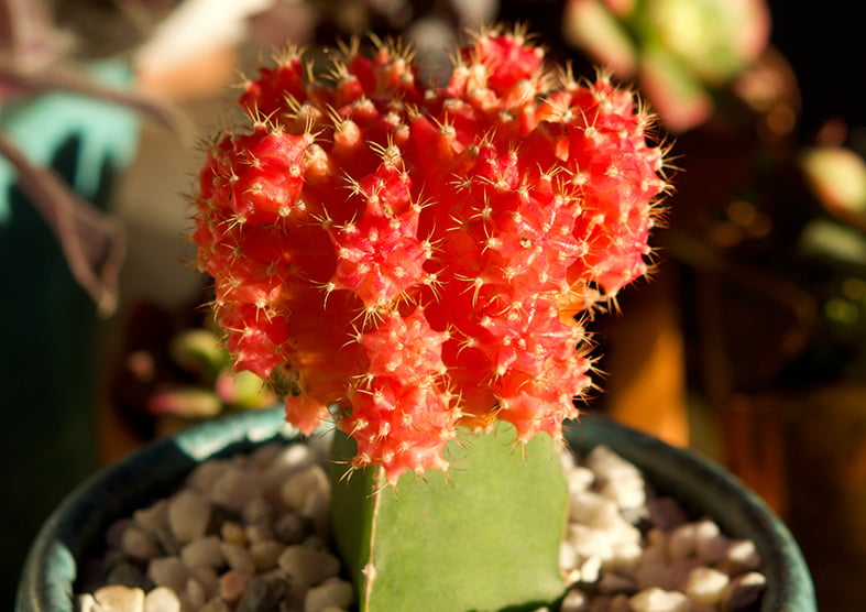 Moon Cactus Guide: How to Care for “Gymnocalycium Mihanovichii”