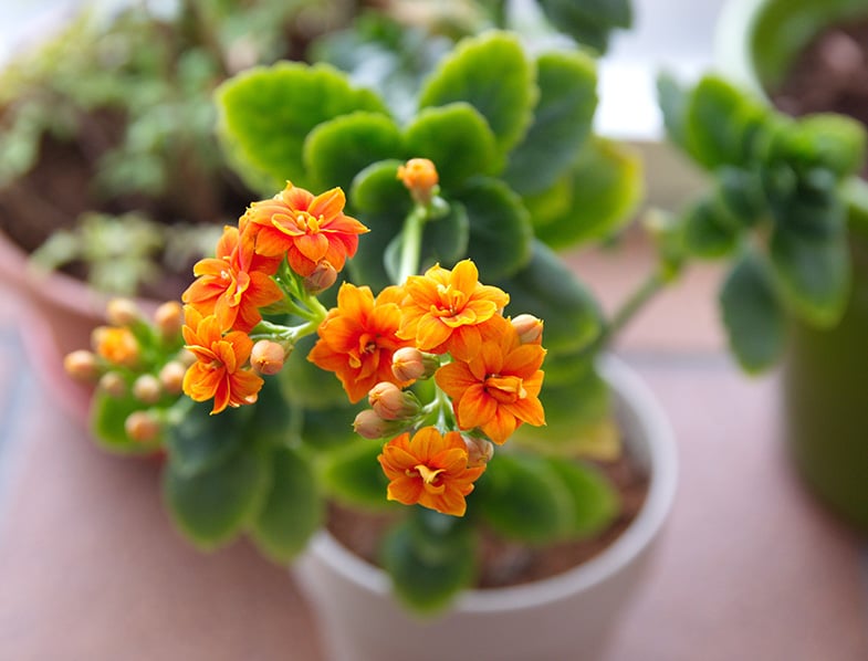 Planta Kalanchoe blossfeldiana con flores de naranja