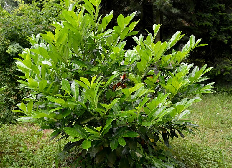 Guide to Cherry Laurel How to Grow & Care for “Prunus Laurocerasus”