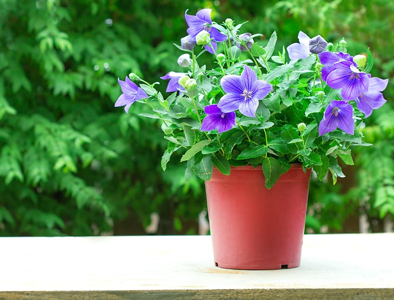 Balloon Flower Plant Yellow Leaves Best Flower Site