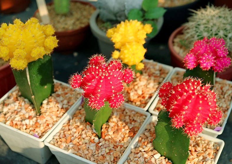 Moon Cactus Guide: How to Care for “Gymnocalycium Mihanovichii”