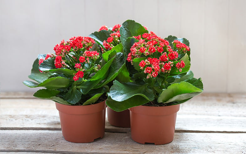 Guide To Kalanchoe Plants How To Grow Care For Them