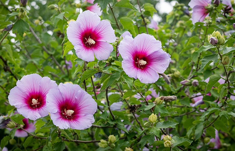 Rose of Sharon Guide How to Grow & Care for "Hibiscus syriacus"