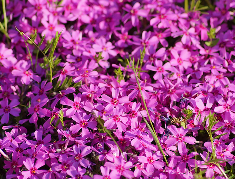 Creeping Phlox Is Our Featured Plant Of The Month! Benjamin Lawn Landscape