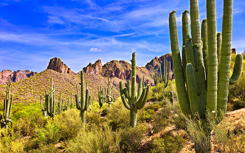 Guide To Saguaro Cactus How To Grow Care For Carnegiea Gigantea