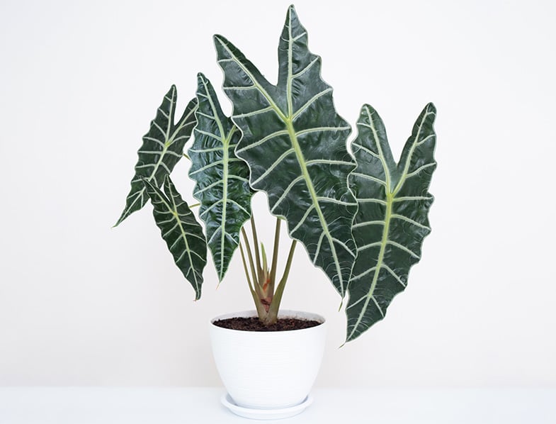 Amazon Elephant's Ear Guide: How to Grow & Care for "Alocasia x Amazonica"