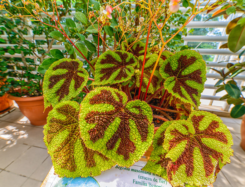 Begonia masoniana