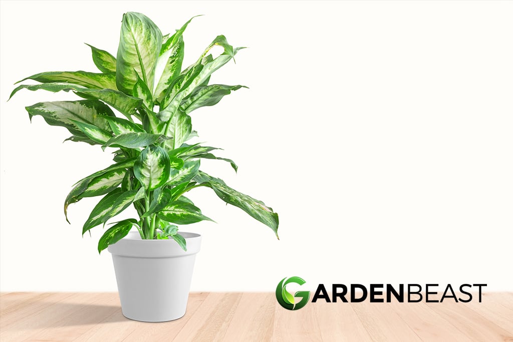 Dieffenbachia