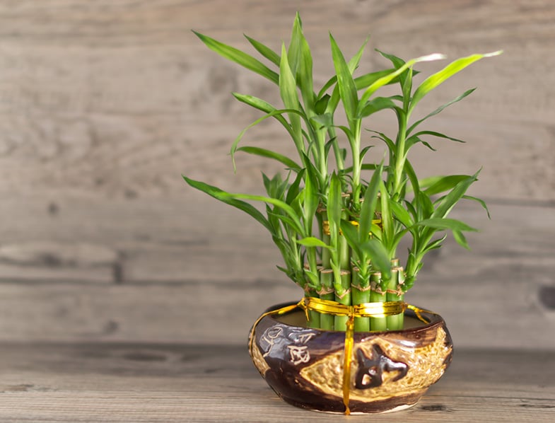 Lucky Bamboo Guide How To Grow Care For Dracaena Sanderiana   Dracaena Sanderiana 