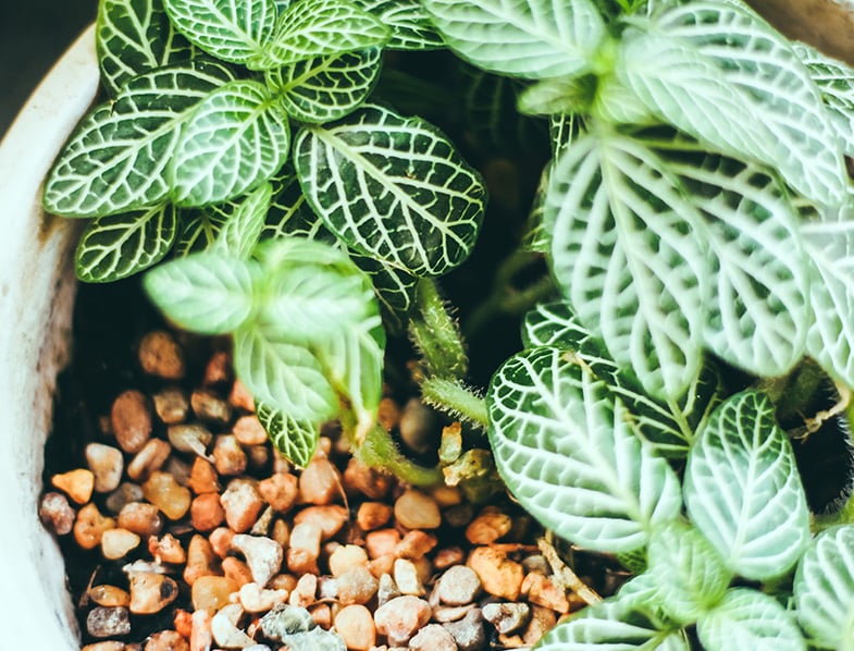 Fittonia Plant