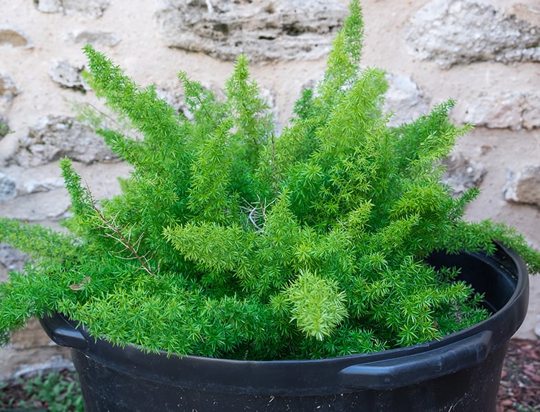 Foxtail Fern Guide How To Grow Care For Asparagus Densiflorus