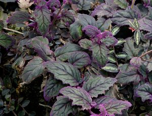 Purple Passion Plant Guide: How to Grow & Care for “Gynura Aurantiaca”