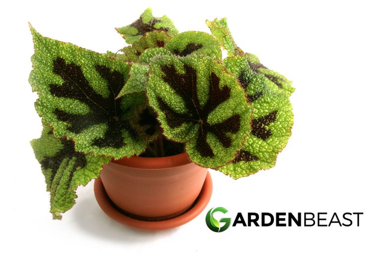 Iron Cross Begonia Guide How To Grow Care For Begonia Masoniana