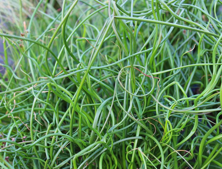 Corkscrew Rush Guide How to Grow & Care for “Juncus effusus 