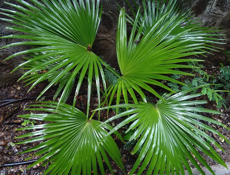 Chinese Fan Palm Fruit