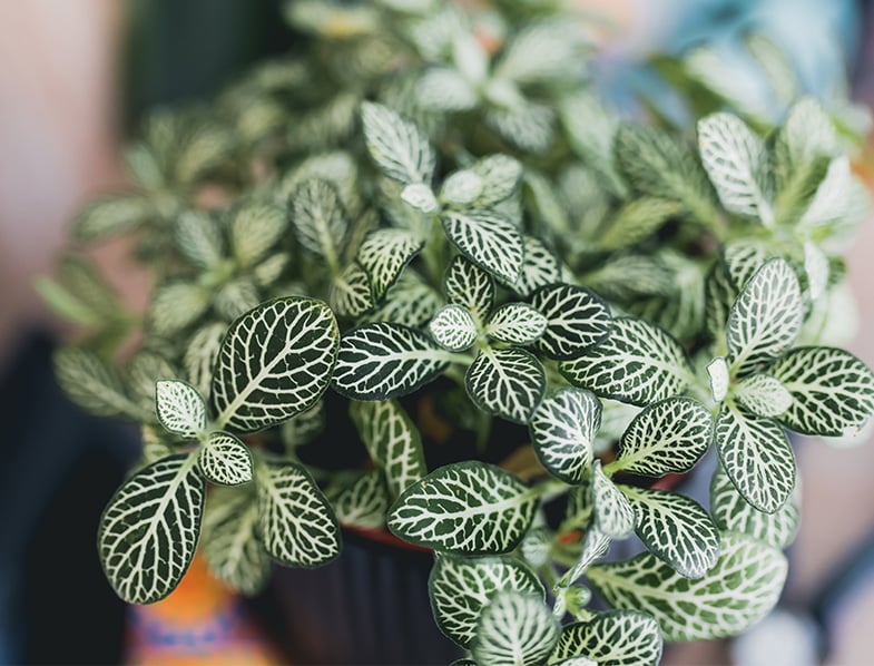 Nerve Plant Guide: How to Grow & Care for "Fittonia"